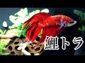 [最も好ましい] トラディショナル ベタ 201859