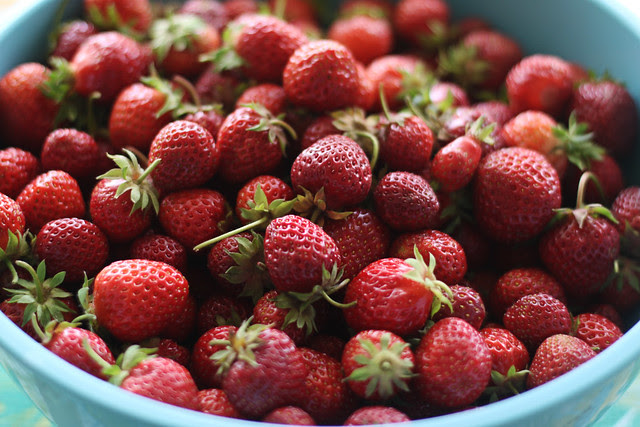 strawberry picking