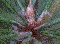 アカマツとクロマツ