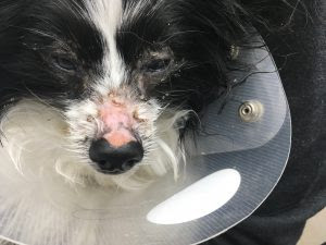 肝皮膚症候群 犬の皮膚病 表層性壊死性皮膚炎 はるえ動物病院