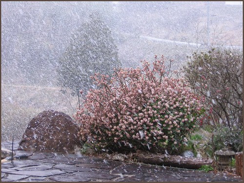03 snow in spring