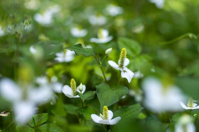 どくだみ軟膏の作り方 虫刺されやアトピーのかゆみにも