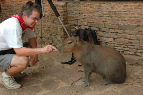 Capybara