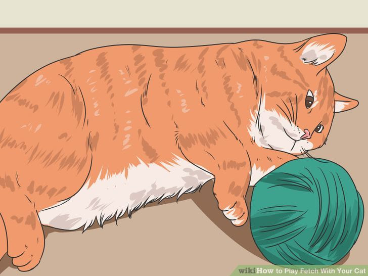 Play Fetch With Your Cat Step 5 Version 4.jpg