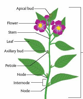 Structure of Flowering Plants