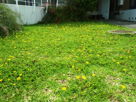 沖縄に咲いている黄色い花の正体は もとぶ元気村 マリンピアザオキナワのスタッフブログ