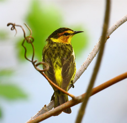 Cape May Warbler