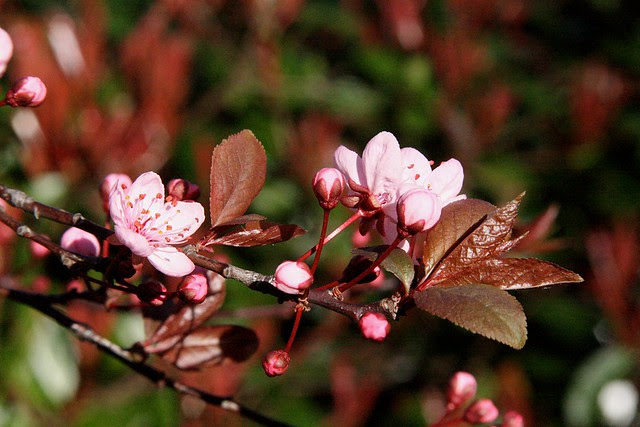 cherries, february 2010
