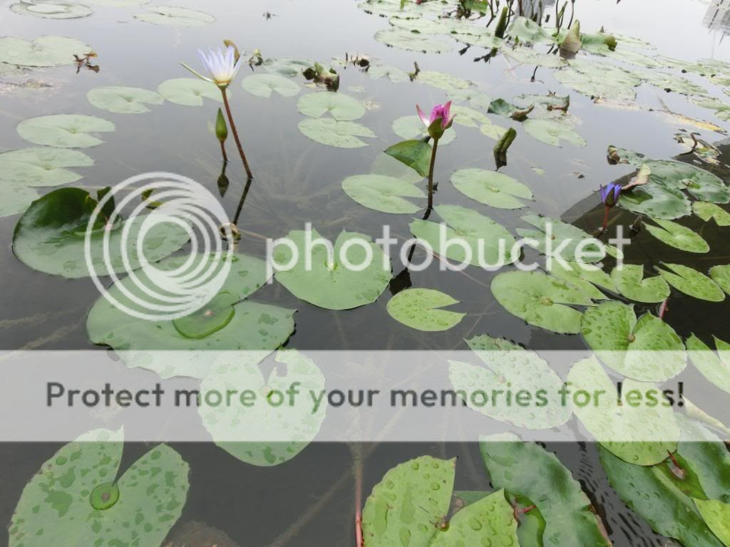  photo CIMG0980_zpsfe6f00c0.jpg