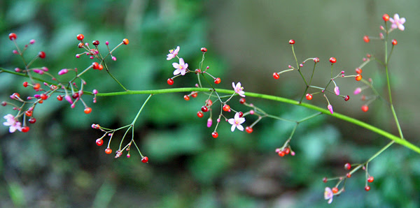 ピンクの花と赤い実ですが 買った 貰った 行った 食った 楽天ブログ