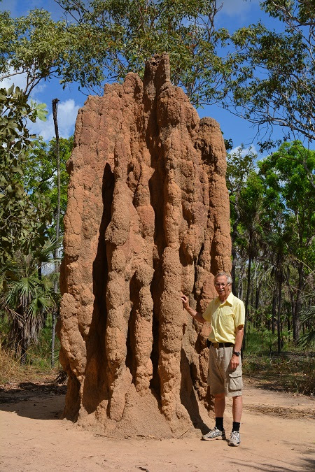 Termite Mounds Australia My Thatched Hut