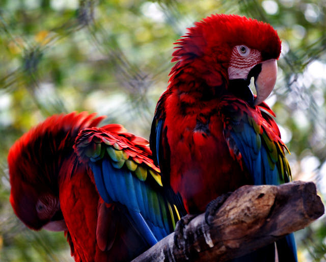 aves, pássaros