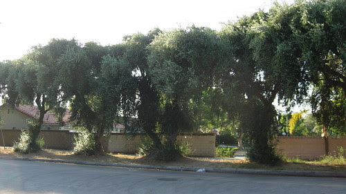 76 Mature Olive Trees
