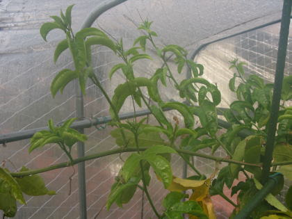 パッションフルーツの育て方