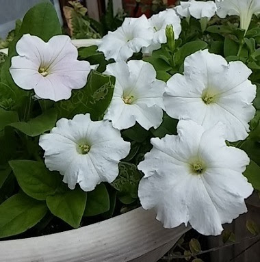 白いペチュニア 花が終わり 種が落ちてまた秋に花を咲かせてくれました 花 東京の街かどの花