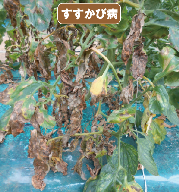 トマトの葉かび病 すすかび病 病害防除のポイント ダコニール1000