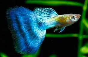 アクアリウム初心者向け きれいで飼いやすい熱帯魚5選 その 金魚 熱帯魚の飼い方