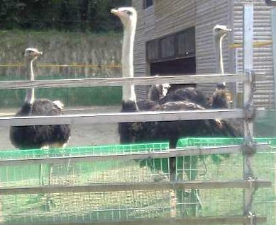 食べ物の学習室 駝鳥 ダチョウ
