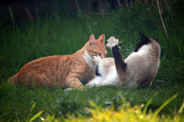 猫が喧嘩する理由6つ 多頭飼いの猫同士の喧嘩を止める方法は