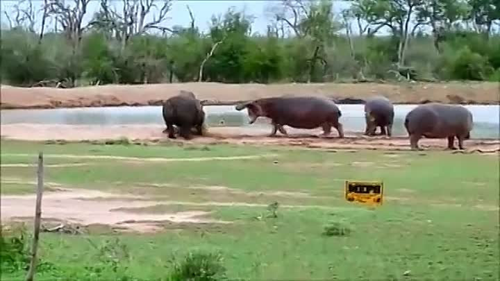 Animal Fight 最強動物戦い ワニvsカバ チータvsライオン クマ ヘビ等