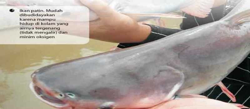 Teknik Tepat Perkembangbiakan Patin Artikel Pertanian