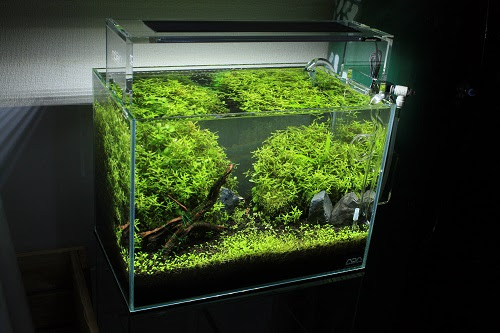 店頭水草レイアウト小型水槽 Grow Memo