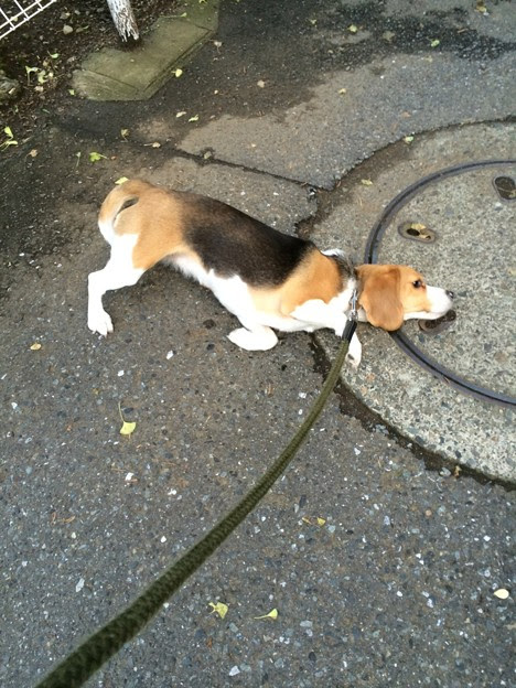 犬だから臭いもの好きなのは分かるけど ミミズの死骸見付けた途端に 写真共有サイト フォト蔵