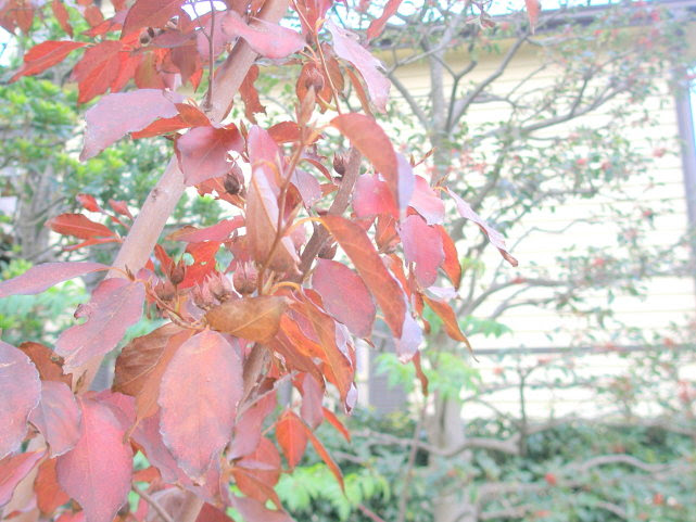 ヒメシャラ花散歩