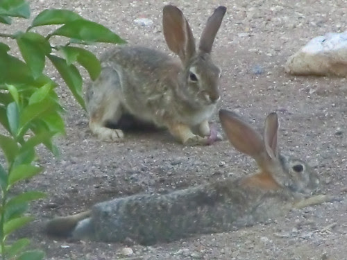 hey..... by angryparsnip