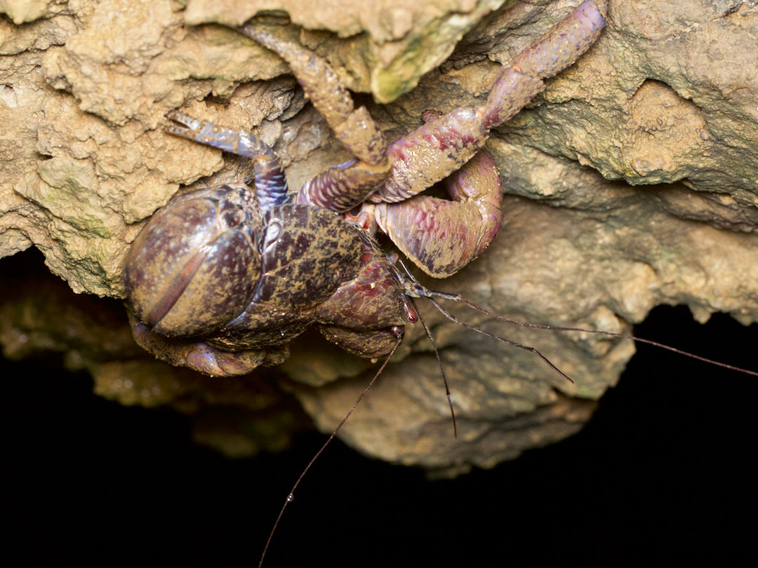 写真満載 ヤシガニってどんな生物 食べられるの はさまれたらどうなる 論文も引用しつつ解説してみるよ キュリオス沖縄ブログ
