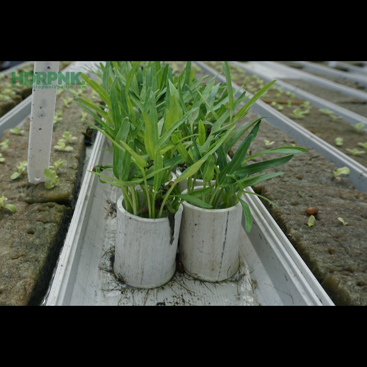 Menanam Kangkung Tanpa Rockwool HIDROPONIKPEDIA Menanam Kangkung Tanpa Rockwool HIDROPONIKPEDIA
