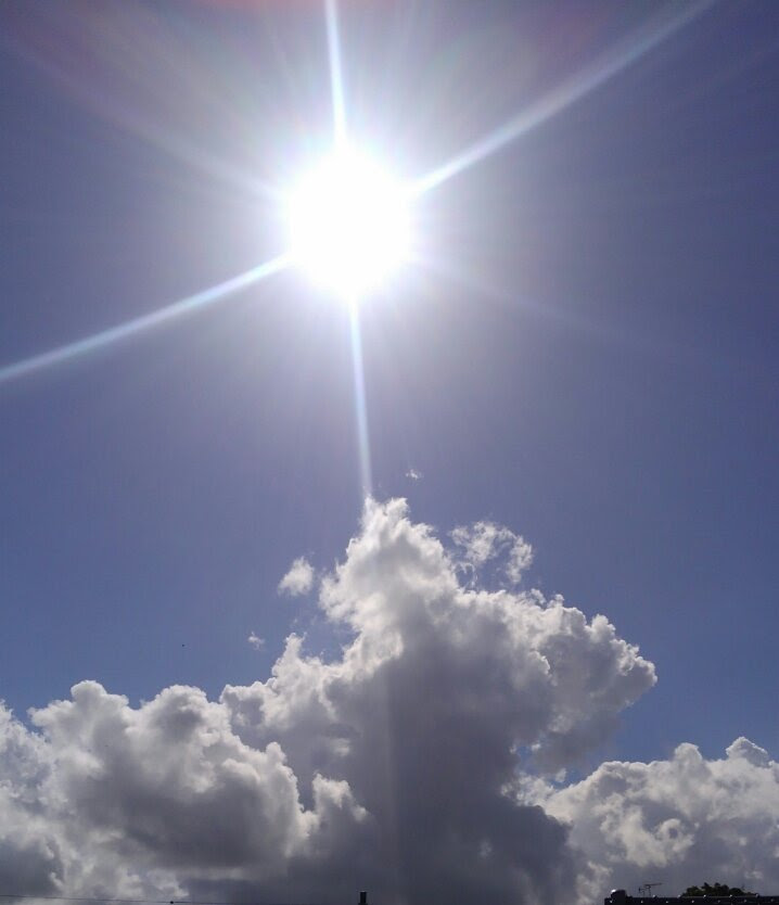 青い色の動物はいない 自然界の青には光が多く関係していた 生き物描き巡り