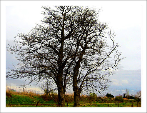 acacias espinosas en la vega de aranjuez