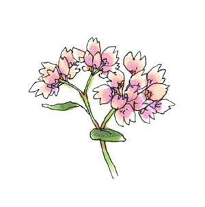 なんか そんなかんじで そばの花