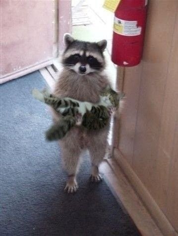 24 Times Raccoons Were Good Citizens Of The World