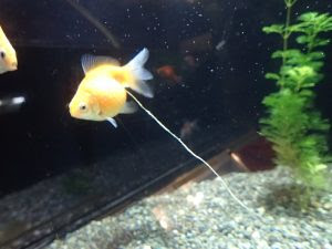 金魚のうんち 森の中の水族館 スタッフブログ