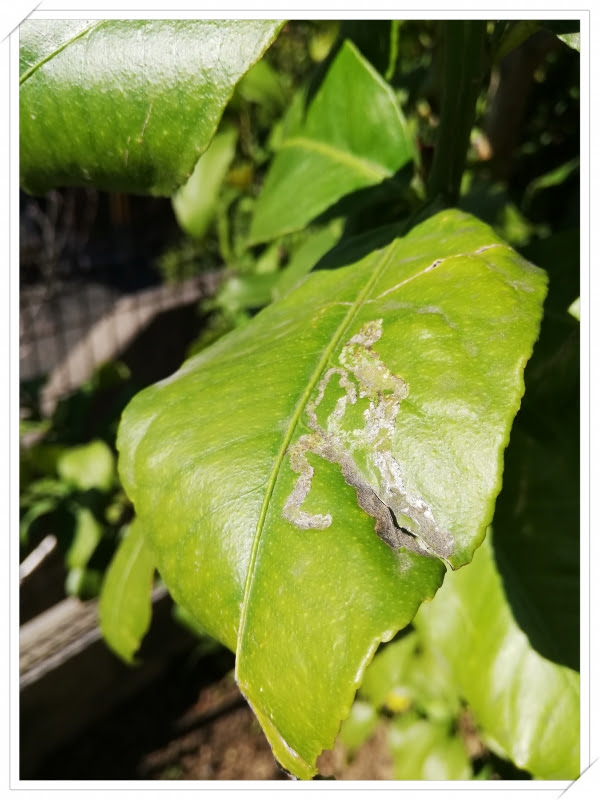 すべての美しい花の画像 元のみかん 白い 虫