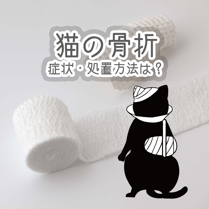 獣医師監修 猫の骨折の症状 処置方法は 治療費はどれくらい