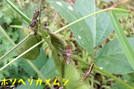 無農薬 実際に効果のあったカメムシ対策 効果のなかったものも記載