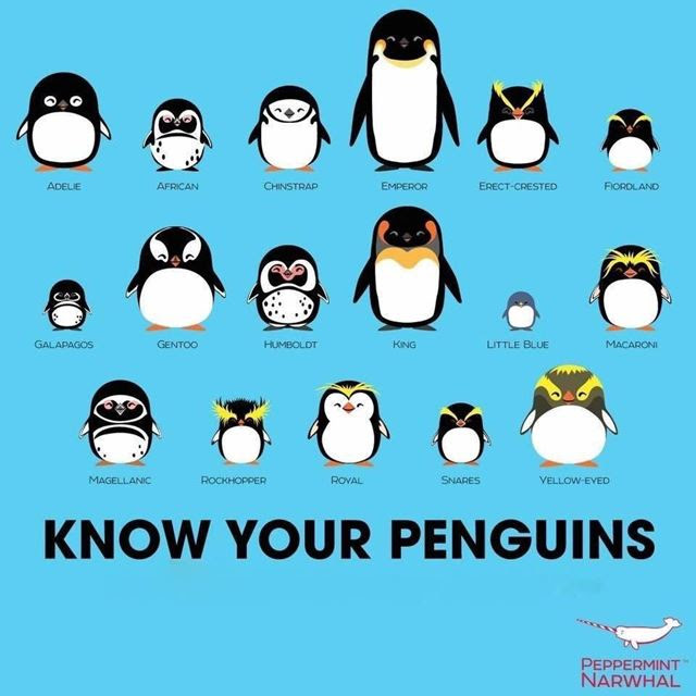 ペンギンの種類一覧をかわいいイラスト画像で紹介 世界ペンギンの日 ギグログ