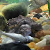 Fish Alligator Gar Baby - ○ alligator gar are euryhaline;