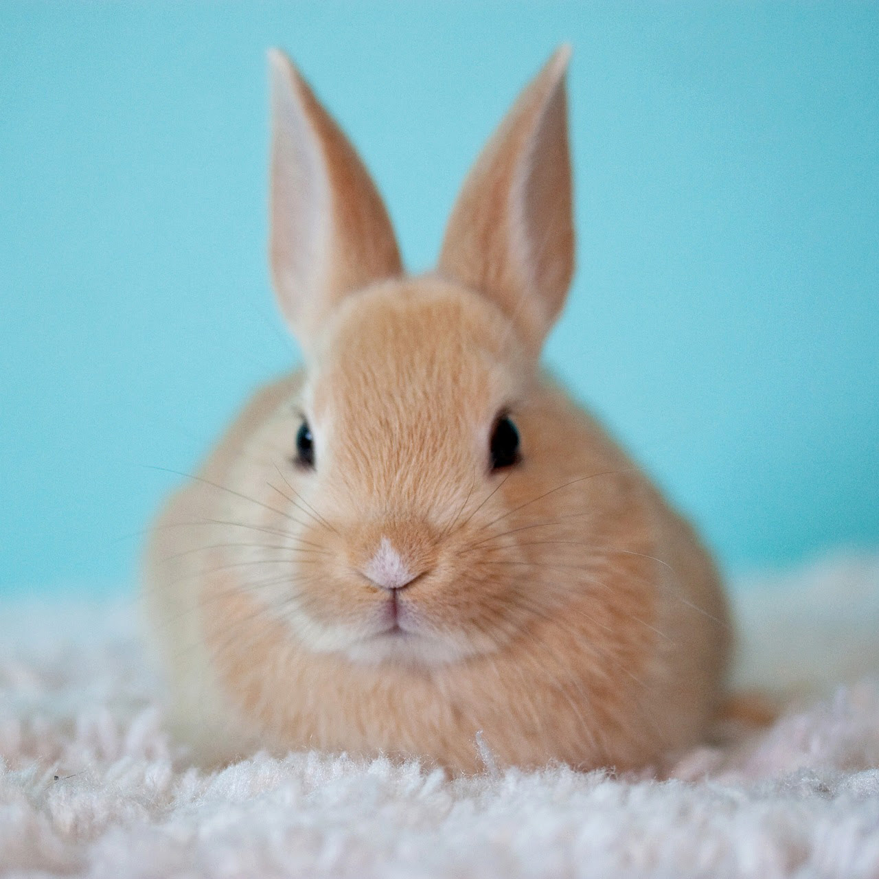 うさぎの種類6選 人気のうさぎの性格や迎え方 値段は
