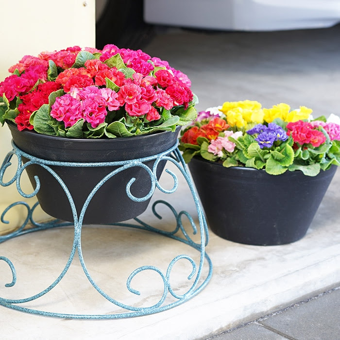 送料無料 宝石みたいな鉢植え プリムラ ジュリアン 9号 直径27センチの鉢 赤 カラフル 玄関に飾ると素敵です ラッピング不可 メッセージカード不可