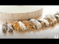 [コンプリート！] 猫 カフェ 千葉 おすすめ 135867