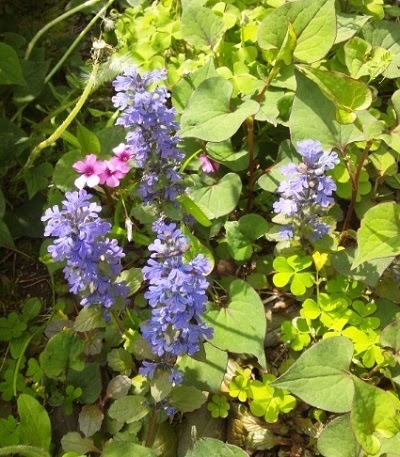 アジュガ レプタンス 西洋十二単 紫の花壇に向く花 花 東京の街かどの花