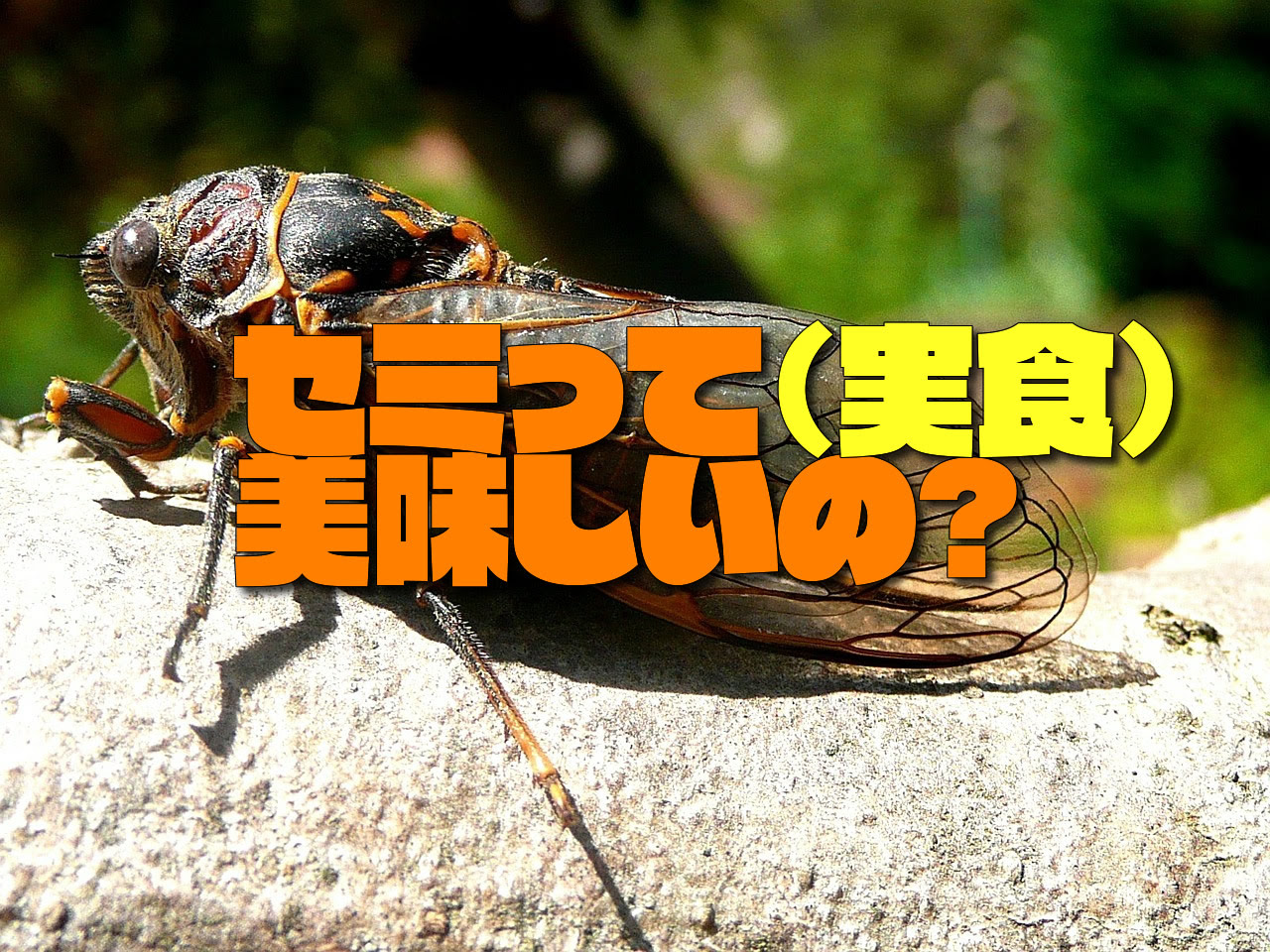 セミってどんな味 公園でサバイバルしたい時に食べたい虫食にレッツトライ 秘密基地 シークレットベース