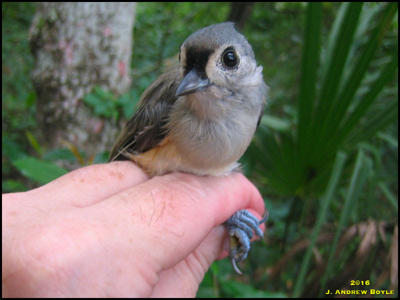 Tufted Titmouse
