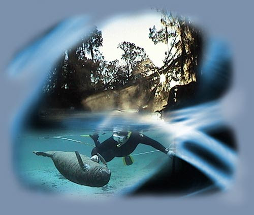Homosassa Springs Florida. River Homosassa Springs Fl