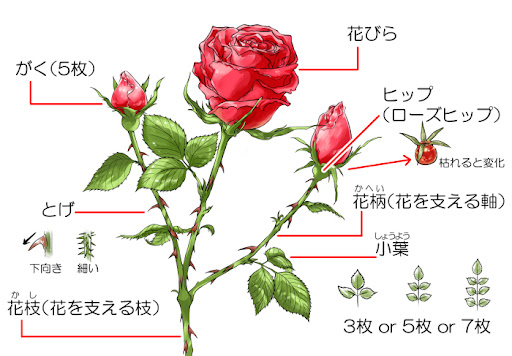 イメージ