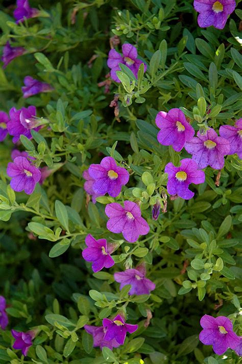 minifamous compact blue calibrachoa calibrachoa